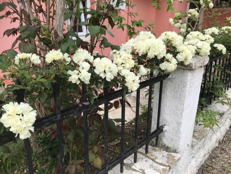 Marili Apartments Ρόδα Εξωτερικό φωτογραφία